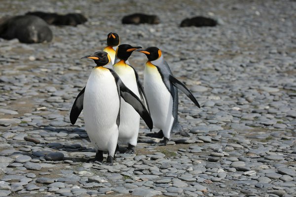 Comment planifier une expédition pour observer les pingouins en Antarctique ?